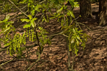 Oak flowers and leafs, selective focus - Quercus.