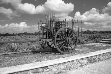 Fototapeta na wymiar The collection and cultivation of agave in Mexico is found in any state. In ancient times they were transported on similar carts