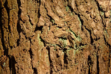 Oak tree bark close-up background.