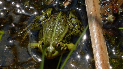 Frogs