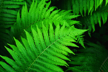 Beautyful ferns leaves green foliage natural floral fern background in sunlight. Great green bush of fern in the forest. Natural green fern in the forest. 