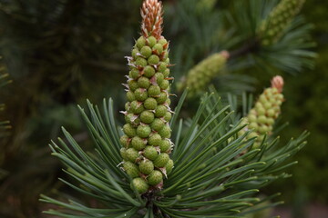 A young shoot of conifer in the garden. Coniferous shoots are extremely aromatic.