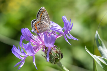 Lycaenidae / Çokgözlü Esmer / / Polyommatus agestis