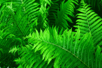 Beautyful ferns leaves green foliage natural floral fern background in sunlight. Great green bush of fern in the forest. Natural green fern in the forest. 