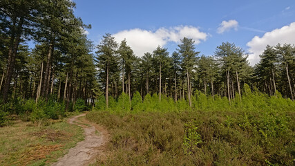 Fototapeta na wymiar Hiking path through a spruce forest in Kalmthout heath.