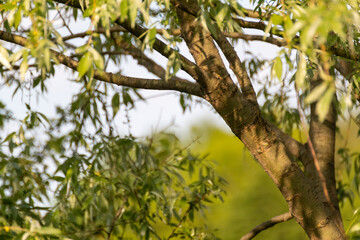 Bright sunny green tree leaves and branches close-up on blurred background. Natural fresh summer foliage
