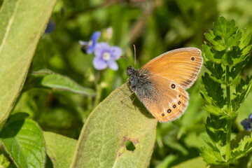 Satyridae / Rus Zıpzıp Perisi / / Coenonympha leander