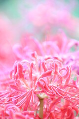 Fototapeta premium 彼岸花 