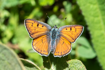 Lycaenidae / Büyük Mor Bakır / / Lycaena alciphron