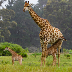 Giraffes, mother and son, in the wild in South Africa.