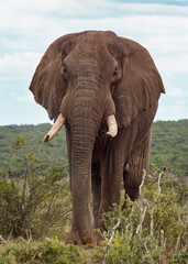 Obraz na płótnie Canvas Huge african elephant coming.