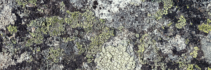 Natural texture of a stone covered with lichen. Lichen patterns on a rock surface. Natural background. Closeup top view. The nature of the Arctic. Polar region.