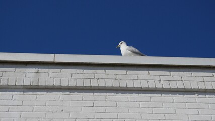 seagull on the roof