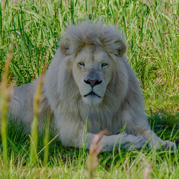 Lion resting in South Africa.
