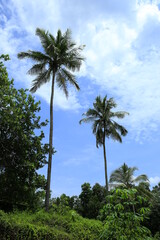 Plakat Beautiful sky with trees,palm trees and white clouds
