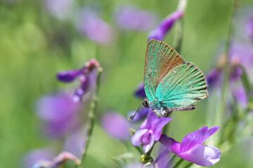 Lycaenidae / Zümrüt / / Callophrys rubi