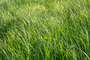 Green summer wild grass growth weed details close-up on sunny day in vivid bright colors background