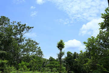Beautiful sky with trees,palm trees and white clouds