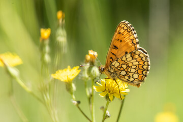 Nymphalidae / Amannisa / Heath Fritillary / Melitaea athalia