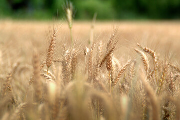 Fototapeta premium Wheat - Grano