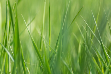 Macro green summer grass blades details on bokeh very blurred vibrant background. Eco natural fresh weed on shining lawn background for web, print etc