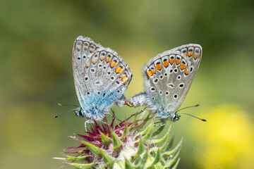 Obraz na płótnie Canvas Lycaenidae / Çokgözlü Mavi / / Polyommatus icarus