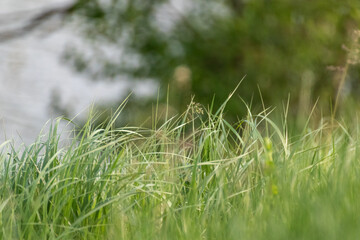 Green summer wild grass growth weed details on sunny blurred trees background