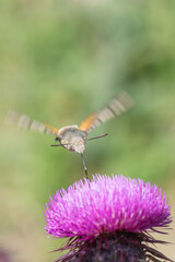 Obraz premium dragonfly on pink flower