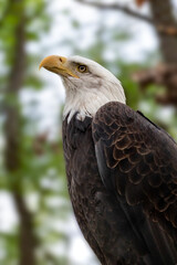 Portrait of a bald eagle head close-up on blurry natural background. Powerful bird in wild life. Vertical