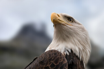Portrait of a bald eagle head close-up on blurry mountains background. Powerful bird in wild life