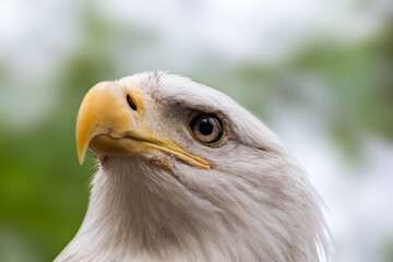 Portrait of a bald eagle head close-up on blurry natural background. Powerful bird in wild life