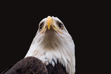 Portrait of a bald eagle head close-up on black background. Powerful bird in wild life