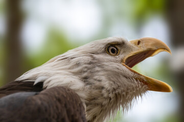 Portrait of a bald eagle screaming close-up on blurry natural background. Powerful bird in wild life