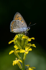 Lycaenidae / Büyük Mor Bakır / / Lycaena alciphron