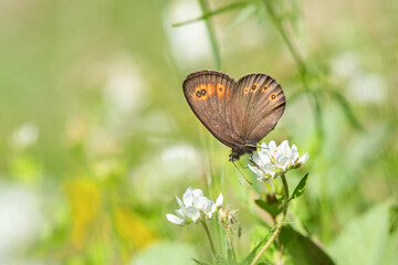 Satyridae / Orman Güzelesmeri / / Erebia medusa