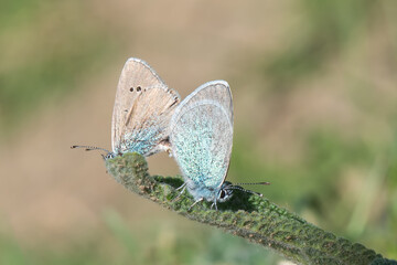 Lycaenidae / Karagözmavisi / / Glaucopsyche alexis