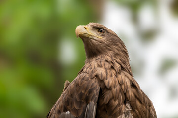 Golden eagle with yellow beak head close-up on blurry natural background. Powerful bird profile in wild life