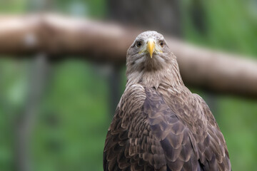 Golden eagle with yellow beak head close-up on blurry natural background. Powerful bird sitting on tree in wild life