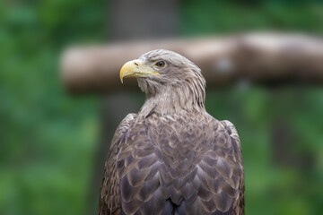Golden eagle with yellow beak head close-up on blurry trees natural background. Powerful bird profile in wild life