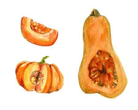 cut pumpkin isolated illustration for halloween and Fall on white background. Watercolor hand painted orange pumpkins . Autumn harvest. Vegetarian raw food