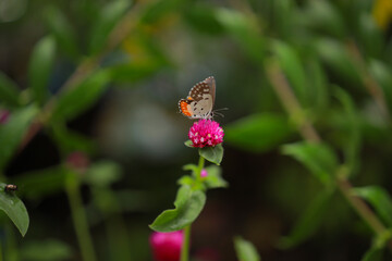 Close-up Of Butterfly Pollinating on a  flower in garden, blurred green background, extreme close up with backlight.
