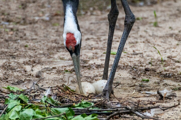 The red-crowned crane (Grus) or Japanese crane bird takes care of eggs in nest © Kathrine Andi