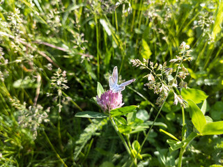 Common blue small butterfly sitting on pink clover flower. Bright sunny summer fauna insect close-up with green blurry background