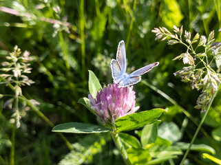 Common blue small butterfly sitting on pink clover flower. Bright sunny summer fauna insect close-up with green blurry background