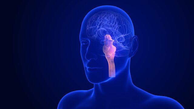 Brain Anatomy - Stem. 3d rendering brainstem