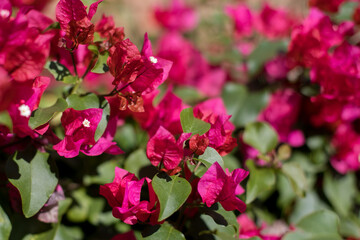 Pink bougainvillea flowers on a large bush.