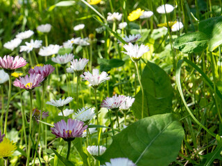 Obraz na płótnie Canvas Closeup of wild daisy flowers. Romantic daisy flower at sunny summer day. Oxeye daisy. Flower background.