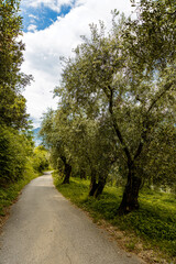 Landschaft vom Gardasee in Italien, Wanderweg in Torbole am Gardasee ohne Leute waehrend der , Hiking trail in Torbole on Lake Garda without people during the time with covid 19, with olive trees