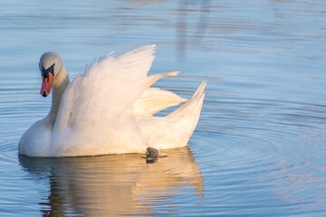 Reflection of white cute swain in lake water on bright summer day. Calm waves on clean blue water