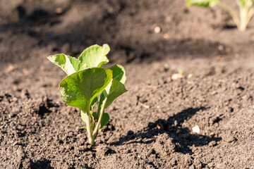 Green sprout growing from ground, new life or start or beginning concept